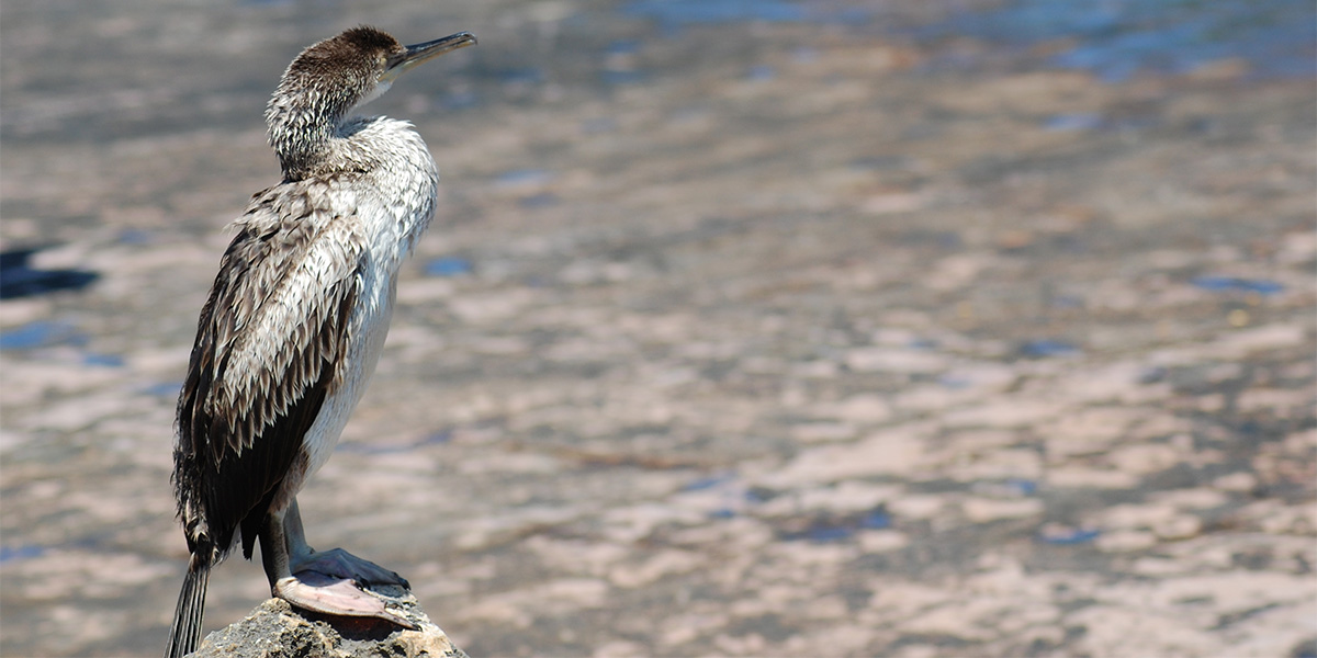 Menorca es una isla estupenda para el avistamiento de todo tipo de aves, tanto locales como aves de paso