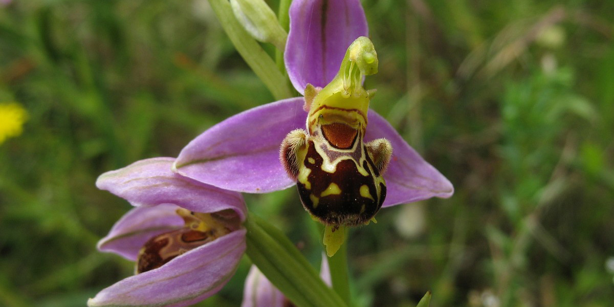 La orquídea de la abeja es una de las flores más llamativas de la primavera de Menorca