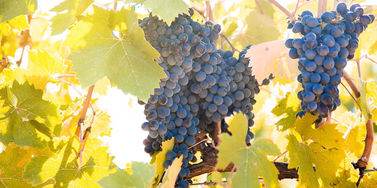 Las variedades de uva syrah y cabernet sauvignon son las más cultivadas en Menorca