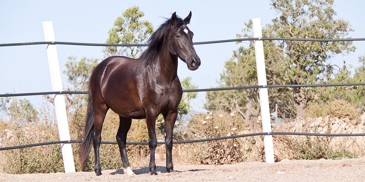 El caballo de raza menorquina destaca por su porte elegante, su color oscuro y sus patas largas y esbeltas