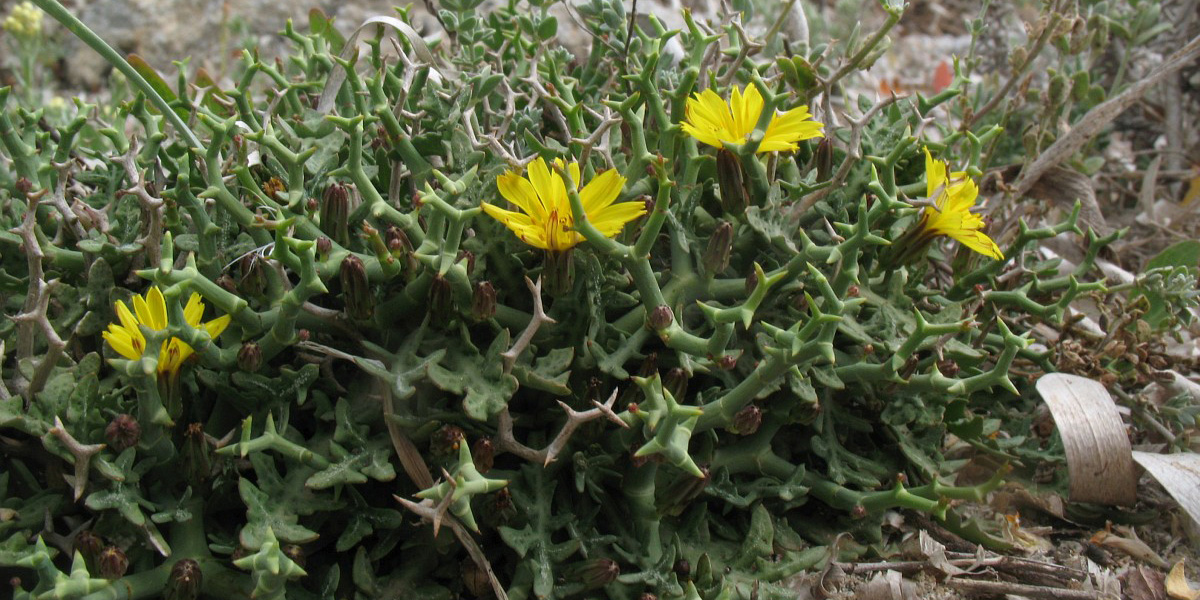 Los socarrels menorquines son plantas perfectamente adaptadas al clima seco y la alta salinidad del norte de la isla