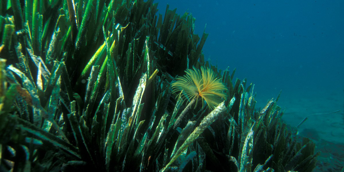 La posidonia es una planta subacuática que filtra y nutre el agua del mediterráneo