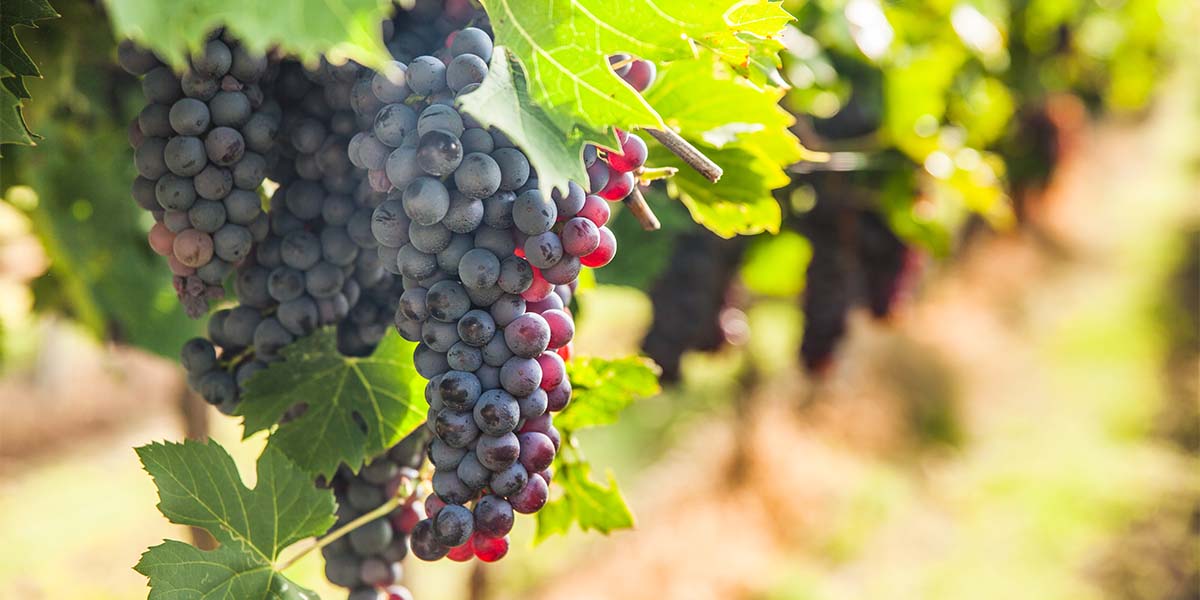 Visita Menorca y prueba un vino con denominación geográfica Vi de la Terra Illa de Menorca